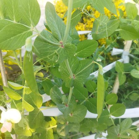 מבאבאנה Otentik Guesthouse מראה חיצוני תמונה
