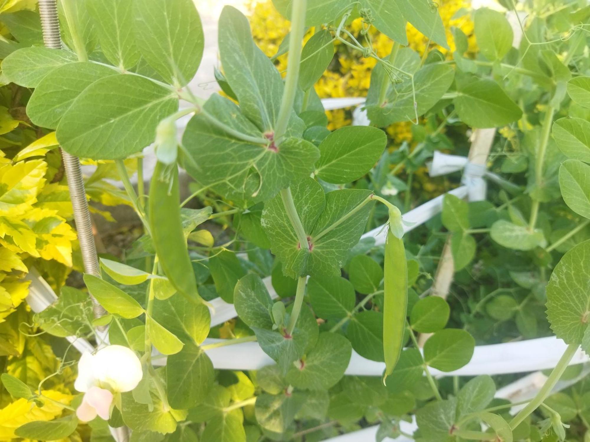 מבאבאנה Otentik Guesthouse מראה חיצוני תמונה