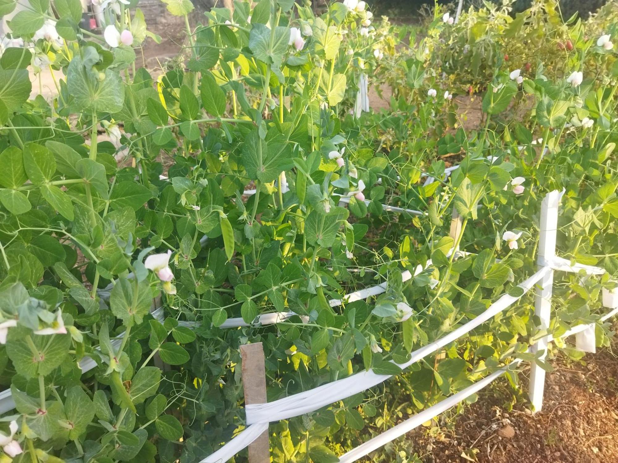 מבאבאנה Otentik Guesthouse מראה חיצוני תמונה