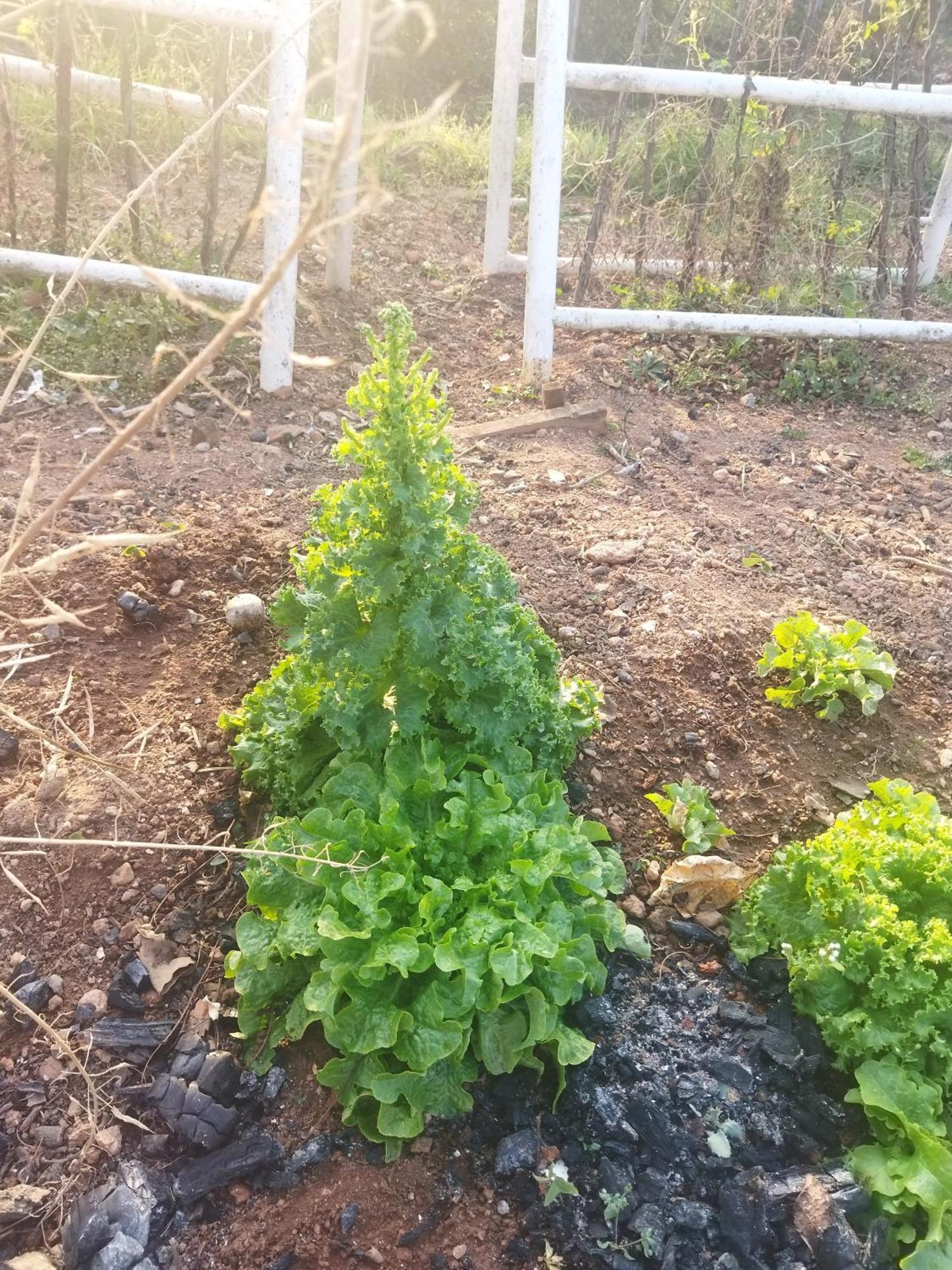 מבאבאנה Otentik Guesthouse מראה חיצוני תמונה